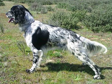 Raza Canina Setter Inglés